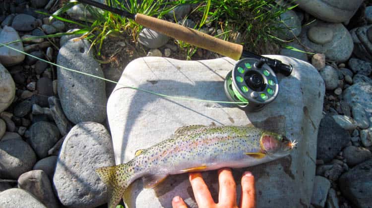 Fly Fishing Bozeman, MT - Madison River Fishing - Montana Whitewater